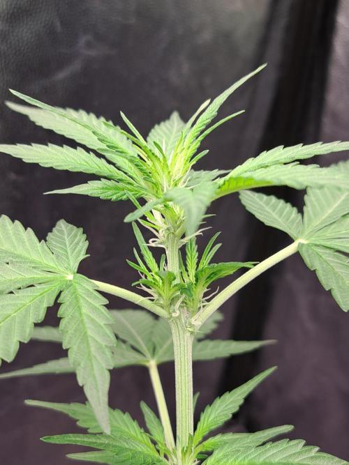 Pink Rozay x Strawberry Banana auto. Week 6