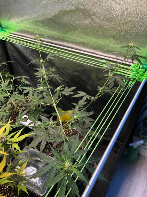 Twilight Zlush. Week 6