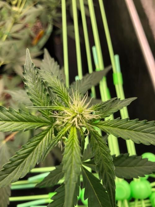 Twilight Zlush. Week 6