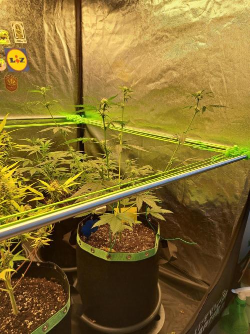 Twilight Zlush. Week 6