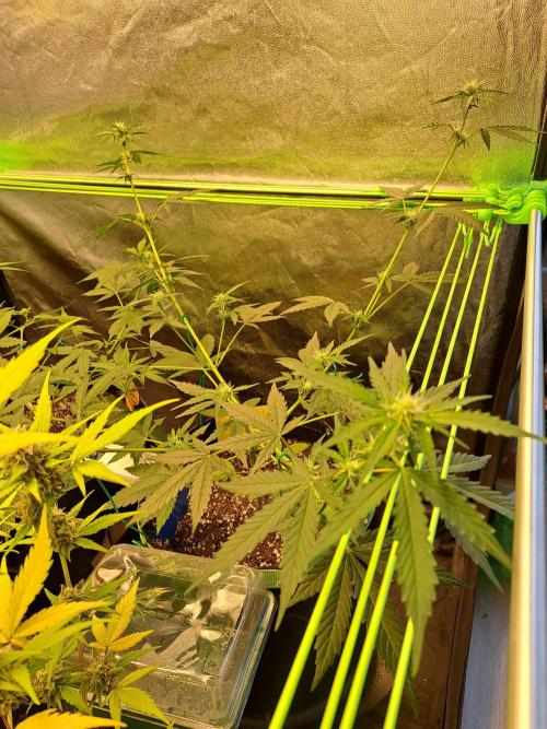 Twilight Zlush. Week 6