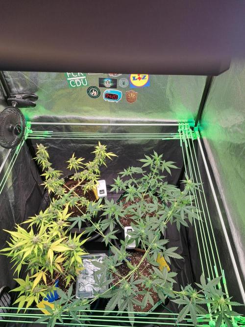 Twilight Zlush. Week 6