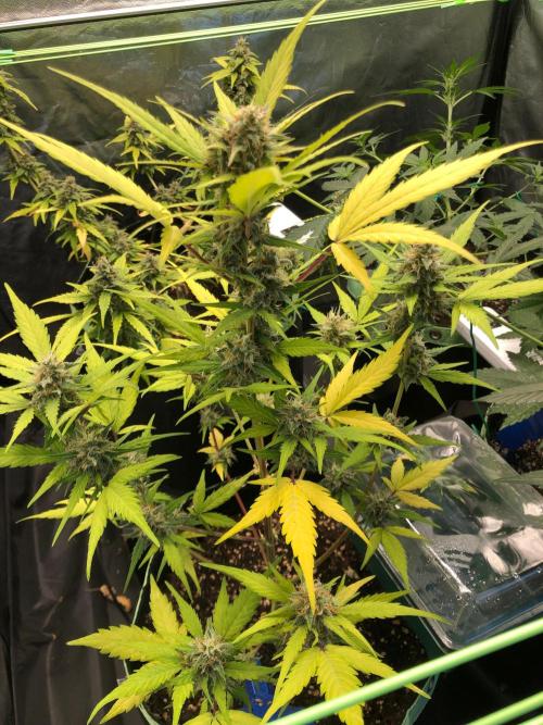 Strawberry Pie. Week 10