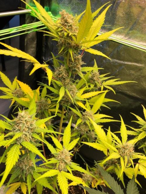 Strawberry Pie. Week 10