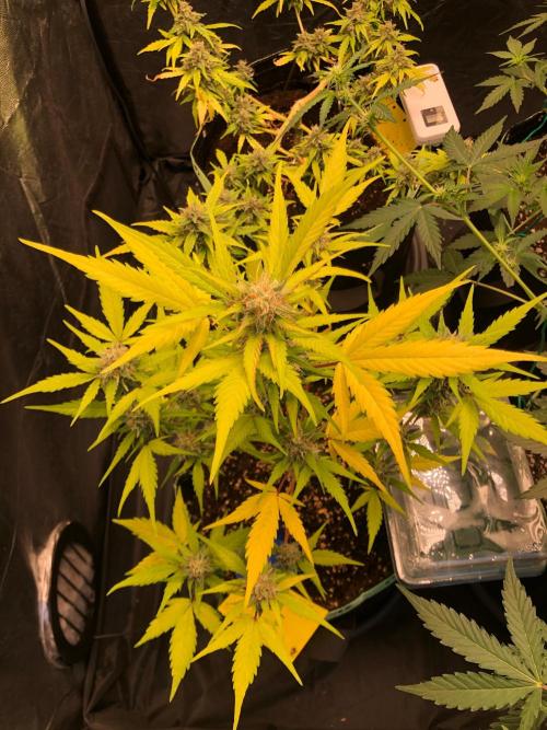 Strawberry Pie. Week 10