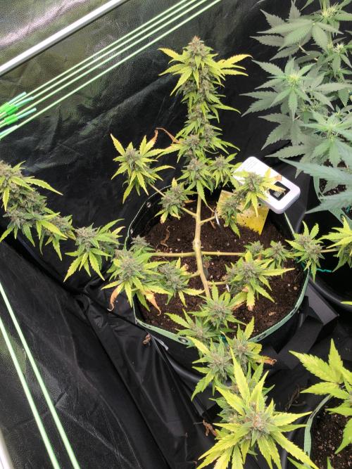 Gorilla Zkittles. Week 14