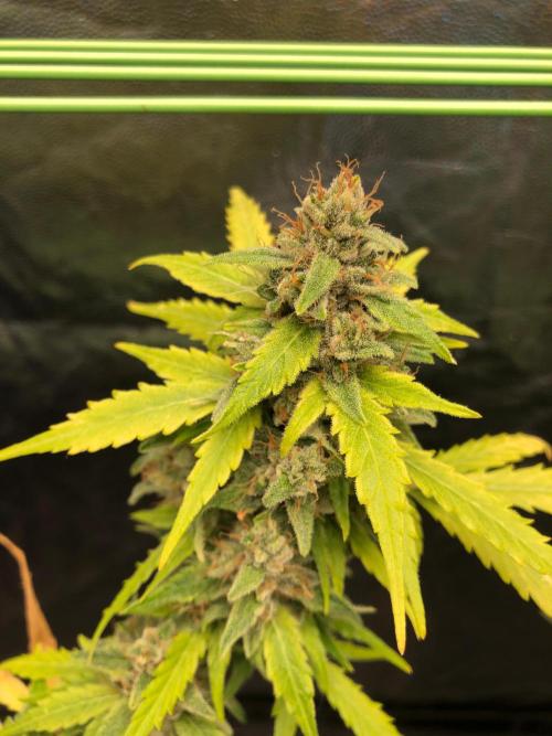 Gorilla Zkittles. Week 14