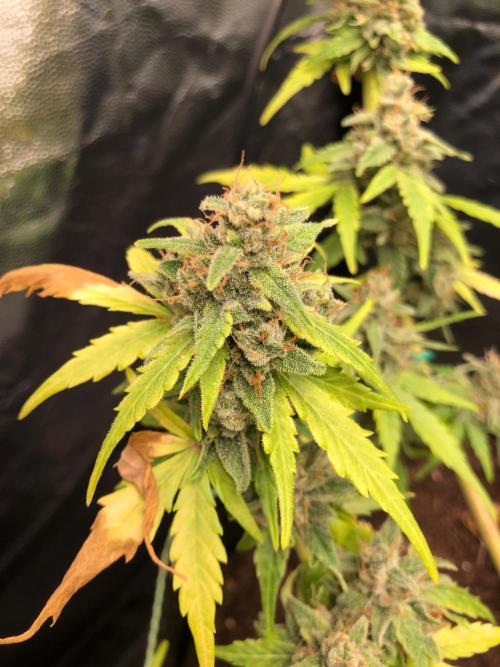 Gorilla Z Auto. Week 14