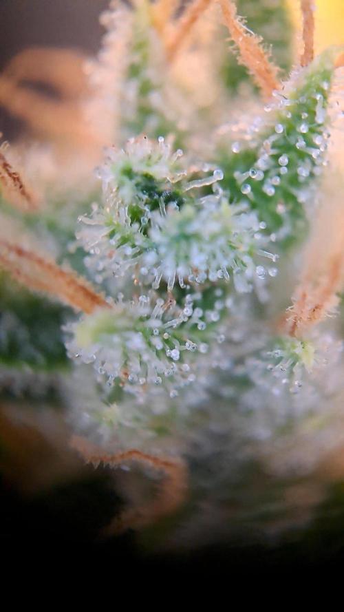 Gorilla Zkittles. Week 14