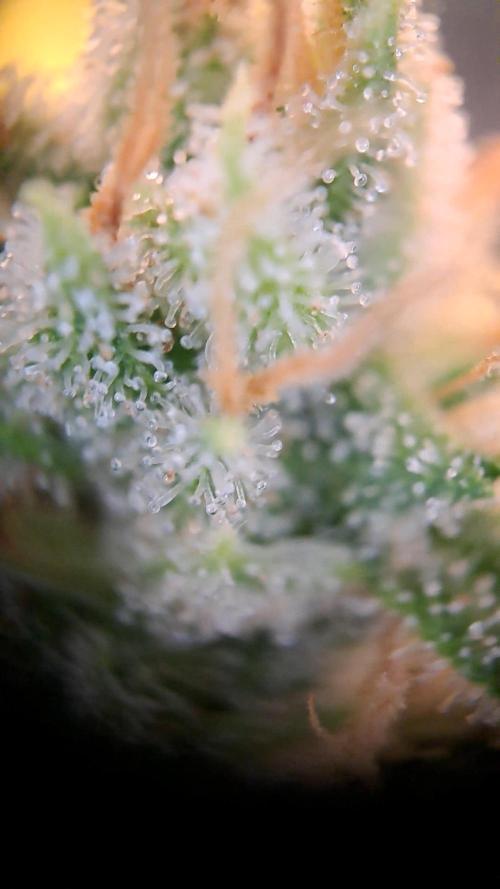 Gorilla Zkittles. Week 14