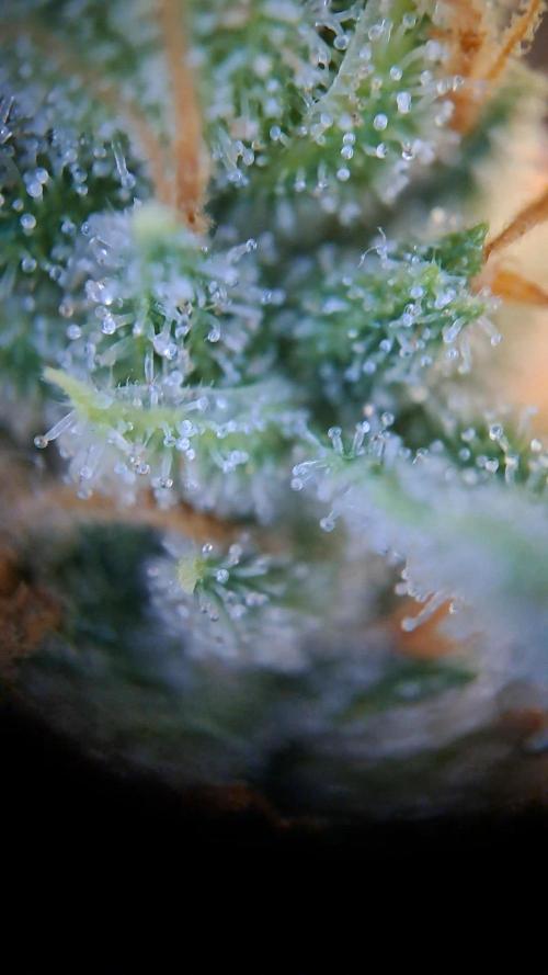 Gorilla Zkittles. Week 14