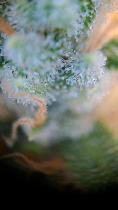 Gorilla Z Auto. Week 14