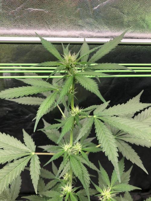 Pink Rozay x Strawberry Banana auto. Week 7