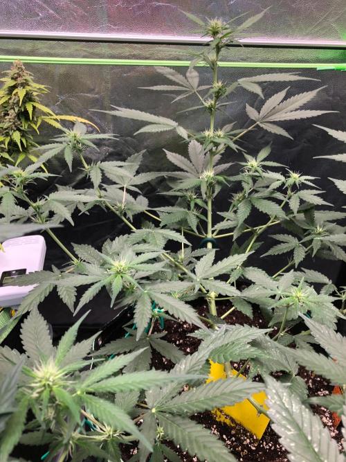 Pink Rozay x Strawberry Banana auto. Week 7