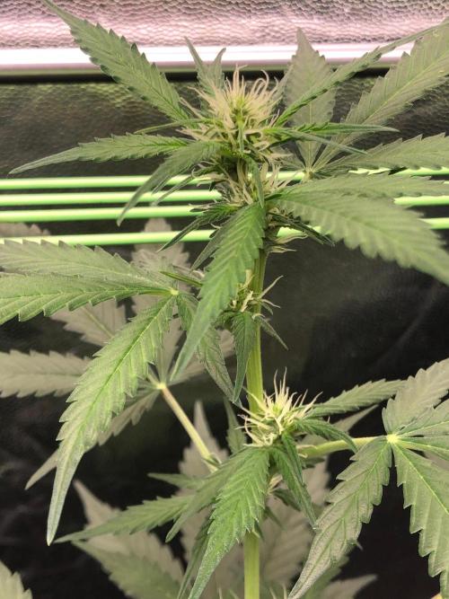 Pink Rozay x Strawberry Banana auto. Week 7