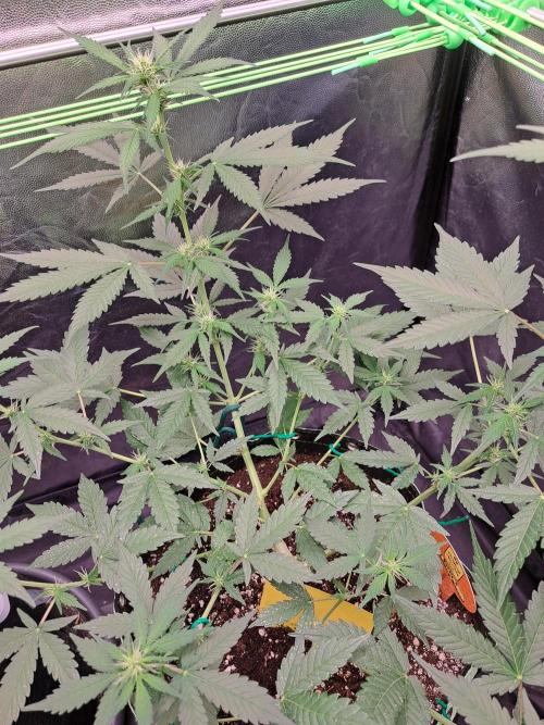 Pink Rozay x Strawberry Banana auto. Week 7