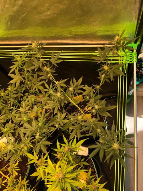 Twilight Zlush. Week 7