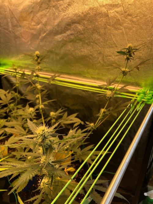 Twilight Zlush. Week 7