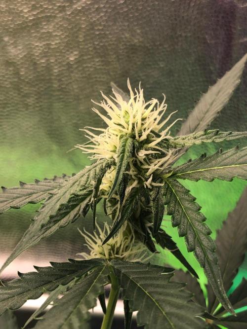 Twilight Zlush. Week 7