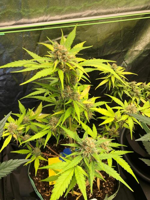 Strawberry Pie. Week 11