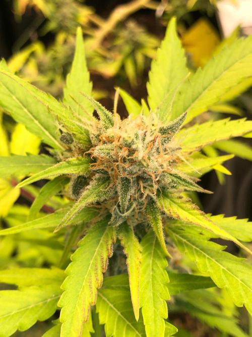 Strawberry Pie. Week 11