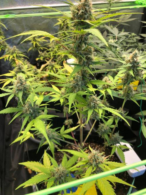 Strawberry Pie. Week 11