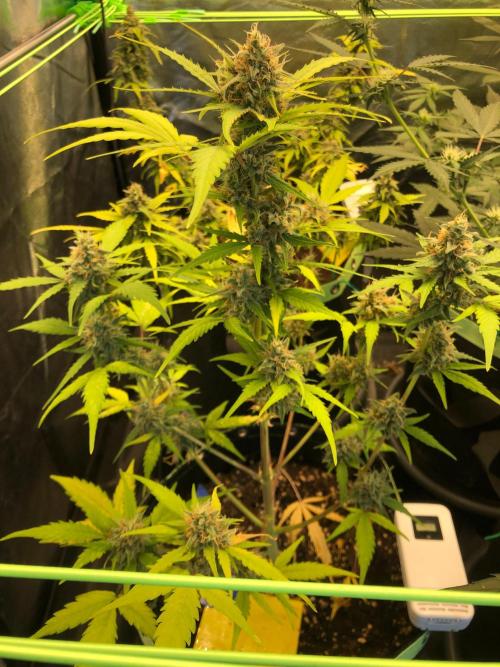 Strawberry Pie. Week 11