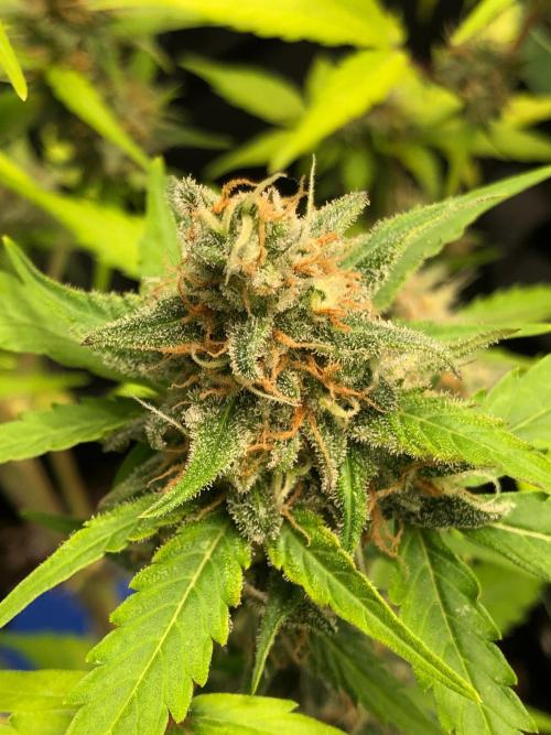 Strawberry Pie. Week 11