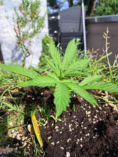 Hochbeet automatic. Week 3