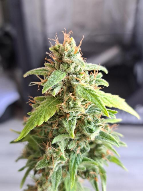 Gorilla Zkittles. Week 15