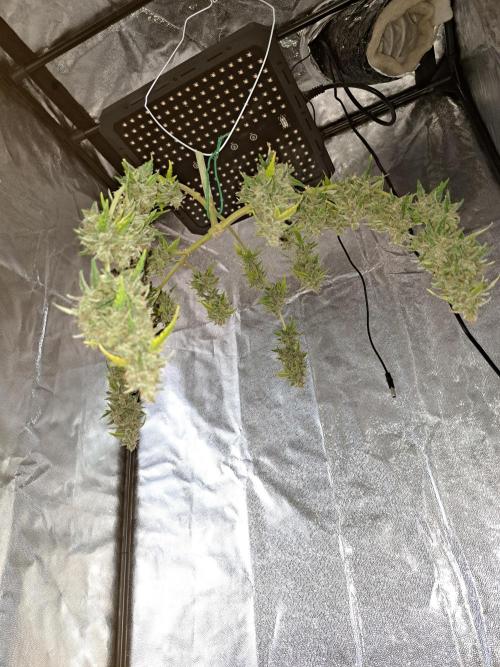 Gorilla Zkittles. Week 15