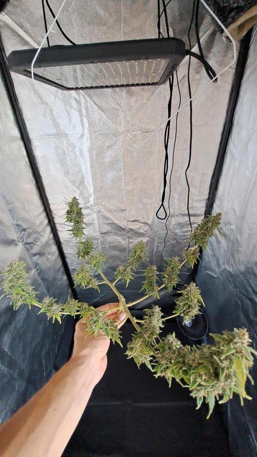 Gorilla Z Auto. Week 15