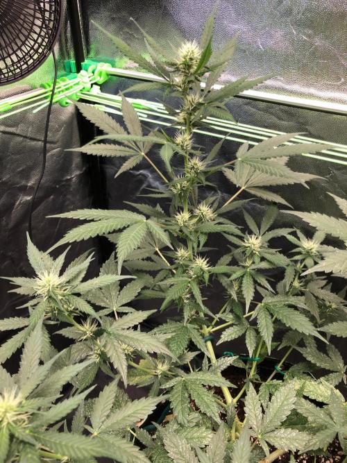 Pink Rozay x Strawberry Banana auto. Week 8