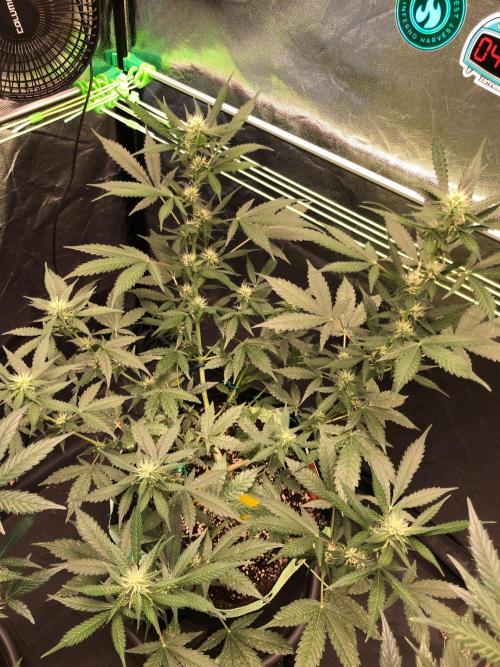 Pink Rozay x Strawberry Banana auto. Week 8