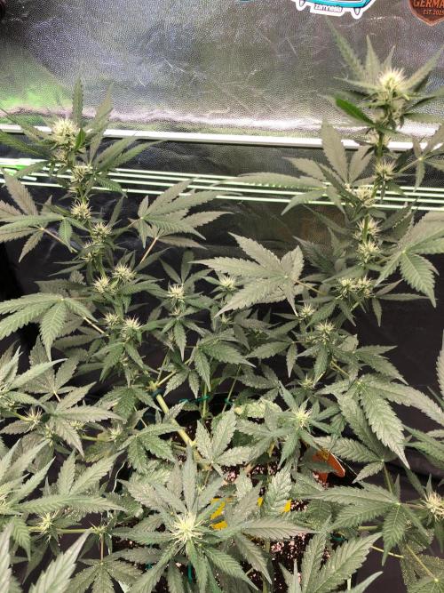 Pink Rozay x Strawberry Banana auto. Week 8