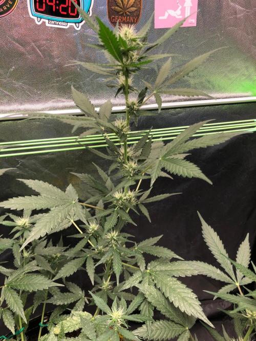 Pink Rozay x Strawberry Banana auto. Week 8
