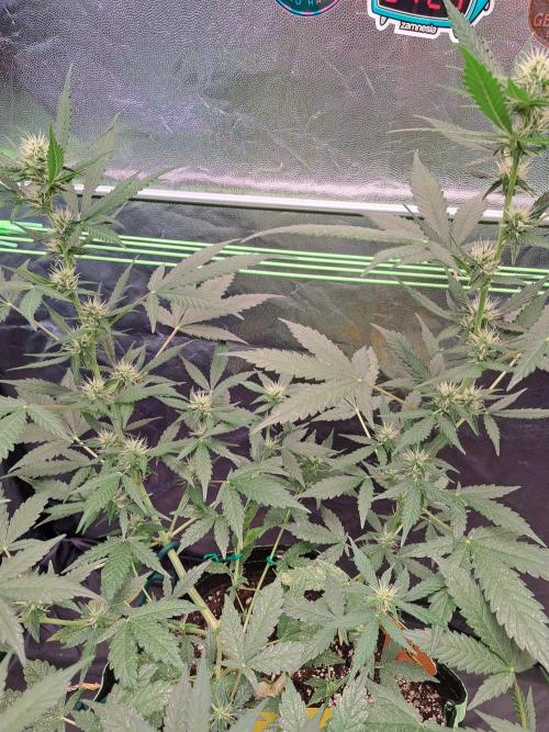 Pink Rozay x Strawberry Banana auto. Week 8