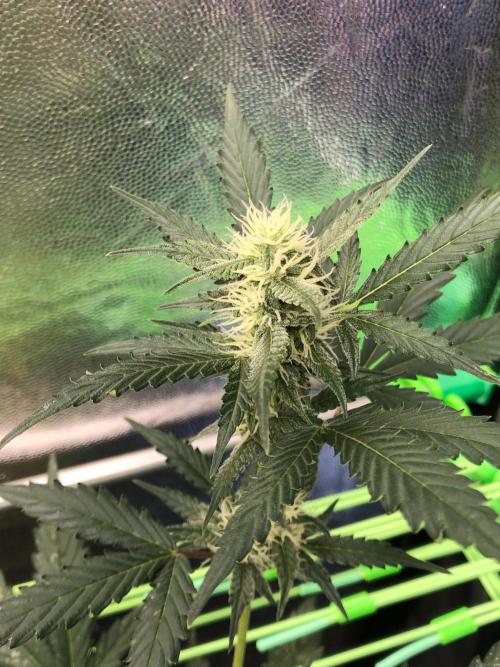 Twilight Zlush. Week 8