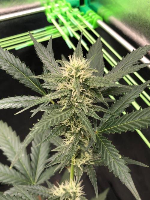 Twilight Zlush. Week 8