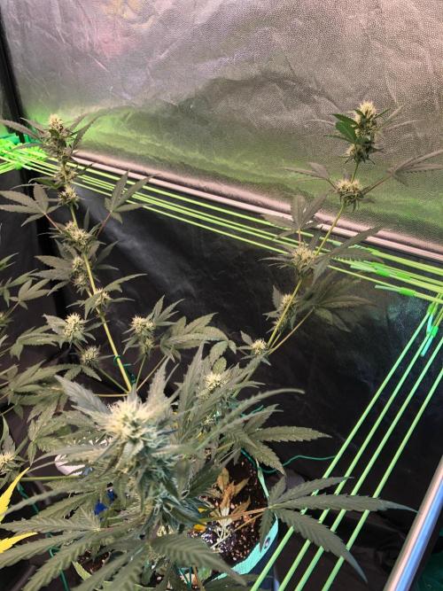 Twilight Zlush. Week 8