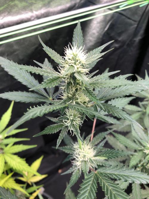 Twilight Zlush. Week 8