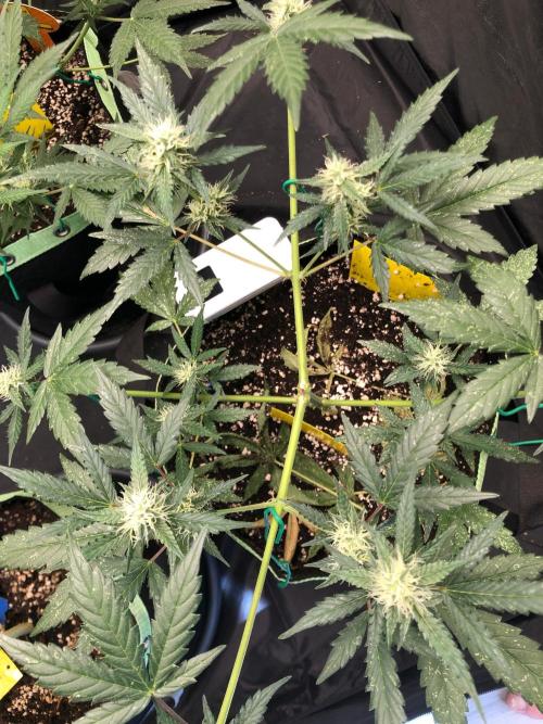 Twilight Zlush. Week 8