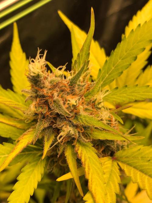 Strawberry Pie. Week 12