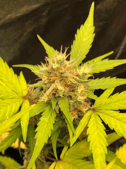 Strawberry Pie. Week 12