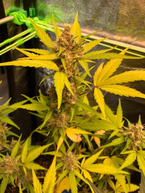 Strawberry Pie. Week 12