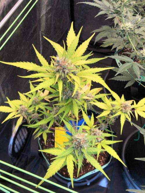 Strawberry Pie. Week 12
