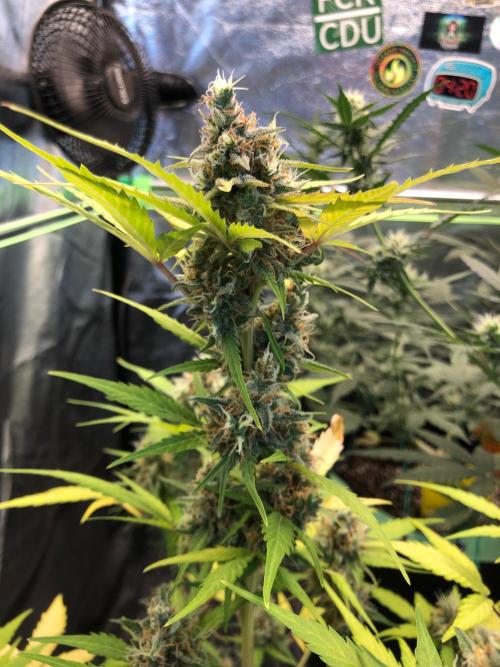 Strawberry Pie. Week 12