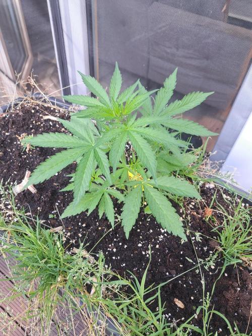Hochbeet automatic. Week 4