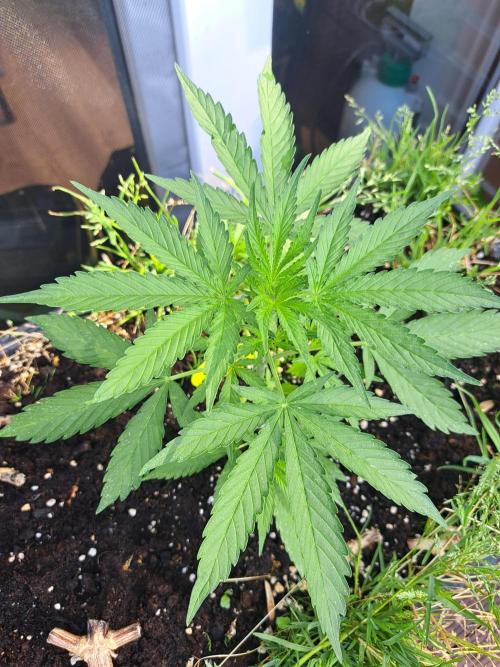 Hochbeet automatic. Week 4