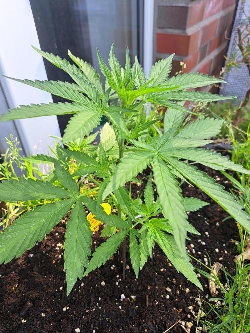 Hochbeet automatic. Week 4